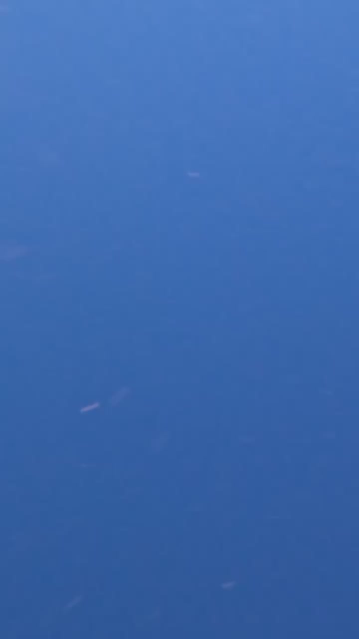 加計呂麻島のゴリマリン